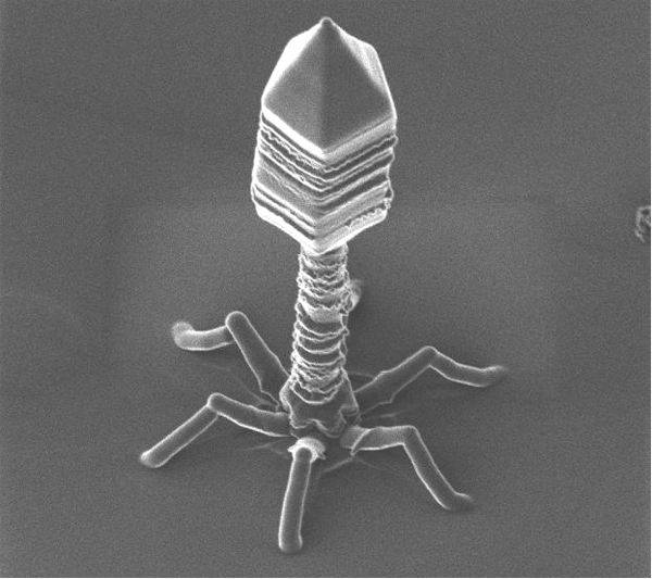 t4bacteriophage.jpg