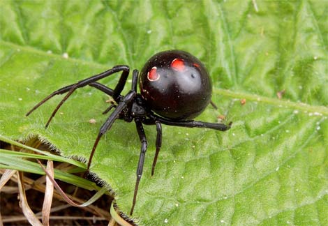 black widow spider pictures similitude