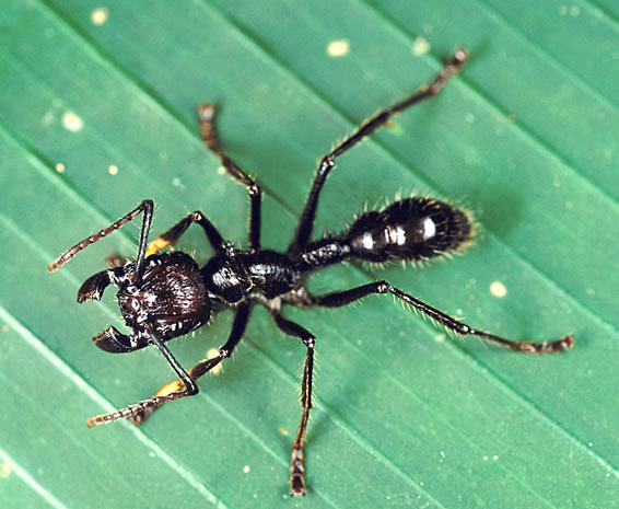bullet ant Serangga Yang Insting Membunuhnya Kuat