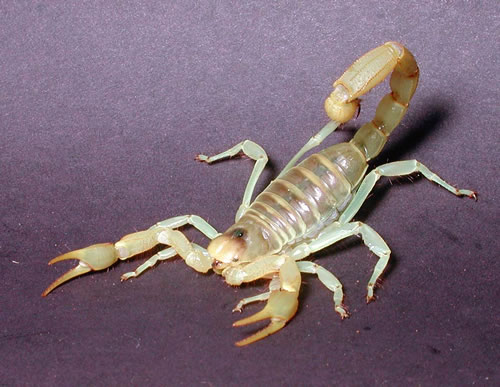 scorpion pictures image