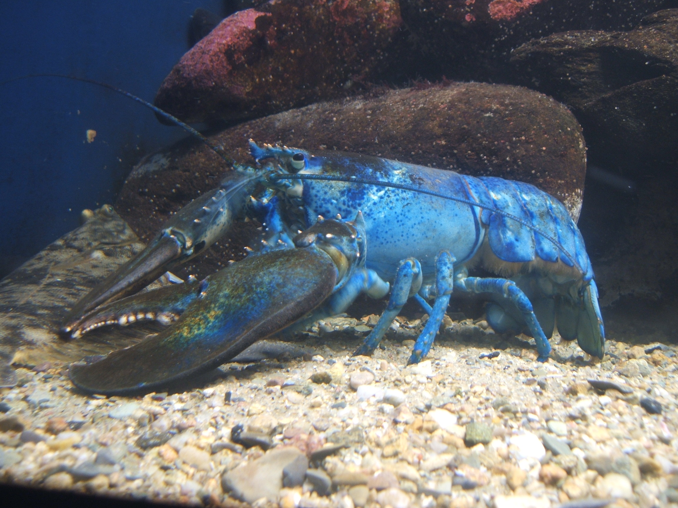 blue lobster re-creation
